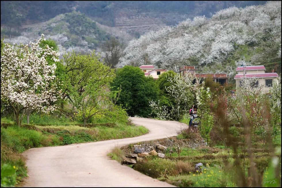 【春天，广西桂林灌阳县向您发出邀请！】我们在灌阳看梨花 - 游山玩水 - 佛山生活社区 - 佛山28生活网 fs.28life.net