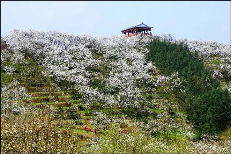 【春天，广西桂林灌阳县向您发出邀请！】我们在灌阳看梨花 - 游山玩水 - 佛山生活社区 - 佛山28生活网 fs.28life.net