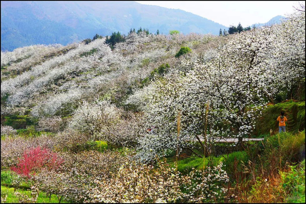 【春天，广西桂林灌阳县向您发出邀请！】我们在灌阳看梨花 - 游山玩水 - 佛山生活社区 - 佛山28生活网 fs.28life.net