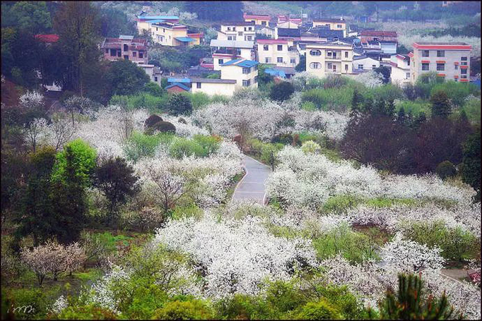 【春天，广西桂林灌阳县向您发出邀请！】我们在灌阳看梨花 - 游山玩水 - 佛山生活社区 - 佛山28生活网 fs.28life.net