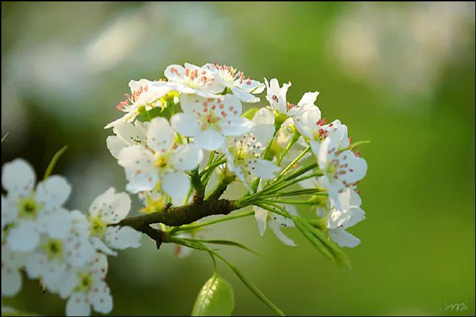 【春天，广西桂林灌阳县向您发出邀请！】我们在灌阳看梨花 - 游山玩水 - 佛山生活社区 - 佛山28生活网 fs.28life.net