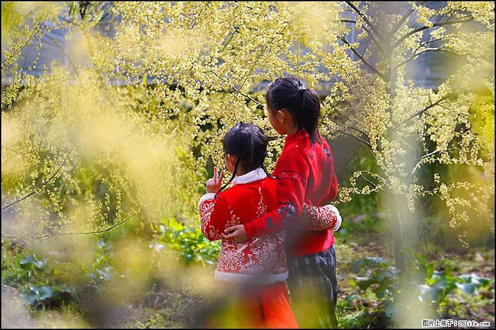 【春天，广西桂林灌阳县向您发出邀请！】米珠山前有片山苍子花在飘香 - 游山玩水 - 佛山生活社区 - 佛山28生活网 fs.28life.net
