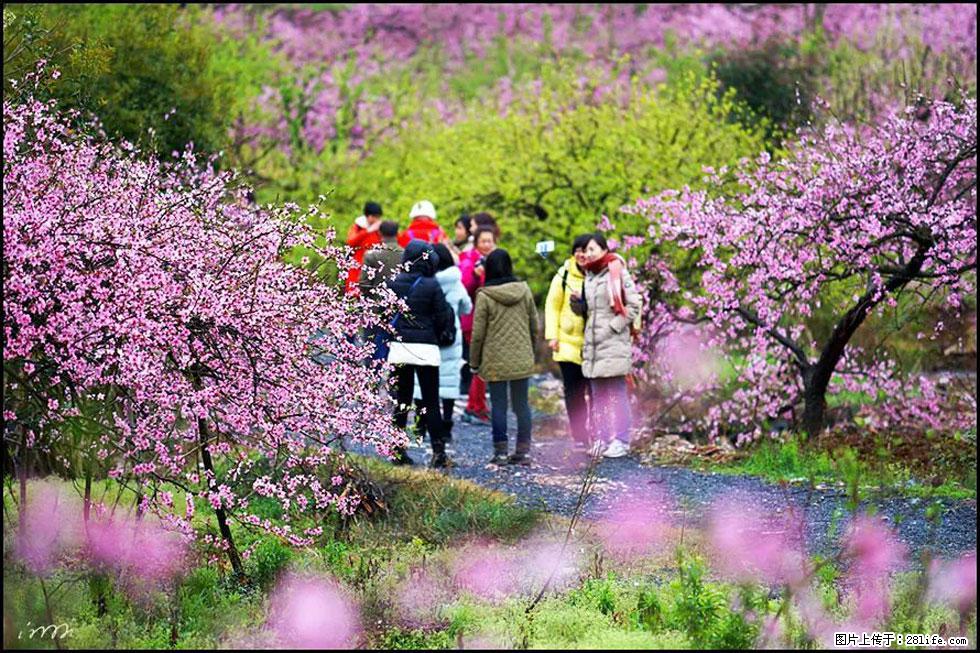 【春天，广西桂林灌阳县向您发出邀请！】官庄村有个醉美的桃花园 - 游山玩水 - 佛山生活社区 - 佛山28生活网 fs.28life.net