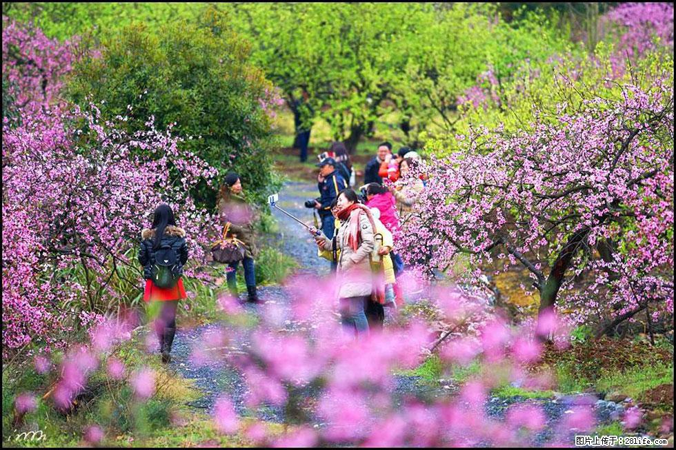 【春天，广西桂林灌阳县向您发出邀请！】官庄村有个醉美的桃花园 - 游山玩水 - 佛山生活社区 - 佛山28生活网 fs.28life.net