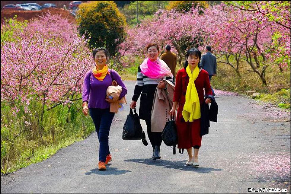 【春天，广西桂林灌阳县向您发出邀请！】官庄村有个醉美的桃花园 - 游山玩水 - 佛山生活社区 - 佛山28生活网 fs.28life.net