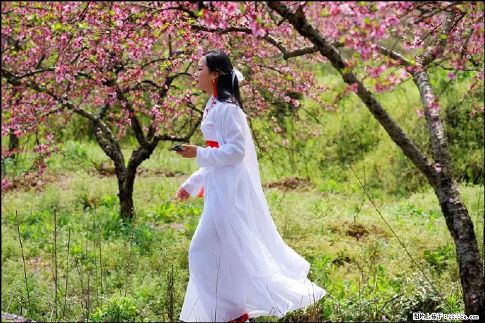 【春天，广西桂林灌阳县向您发出邀请！】官庄村有个醉美的桃花园 - 游山玩水 - 佛山生活社区 - 佛山28生活网 fs.28life.net