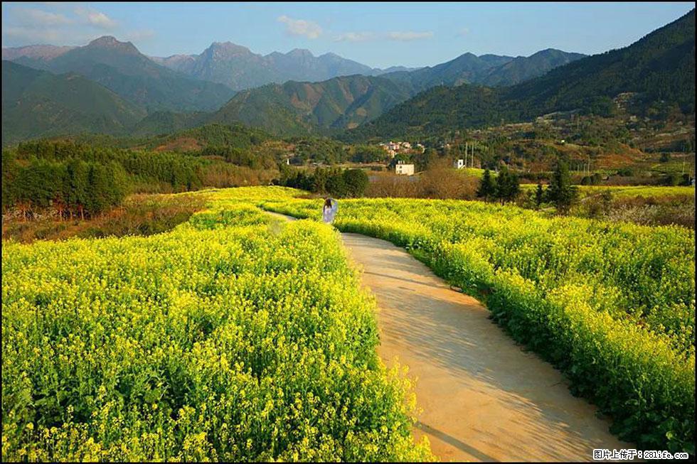 【春天，广西桂林灌阳县向您发出邀请！】长坪村油菜盛情花开 - 游山玩水 - 佛山生活社区 - 佛山28生活网 fs.28life.net