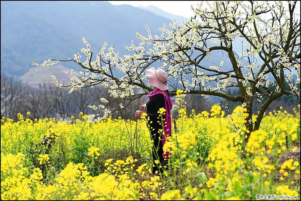 【春天，广西桂林灌阳县向您发出邀请！】长坪村油菜盛情花开 - 游山玩水 - 佛山生活社区 - 佛山28生活网 fs.28life.net