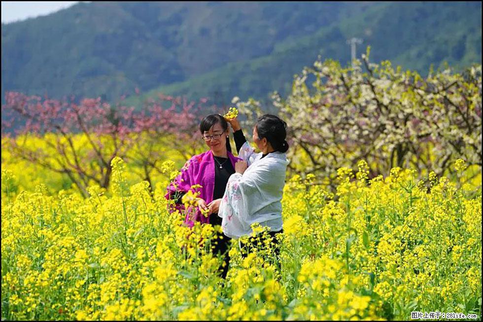 【春天，广西桂林灌阳县向您发出邀请！】长坪村油菜盛情花开 - 游山玩水 - 佛山生活社区 - 佛山28生活网 fs.28life.net