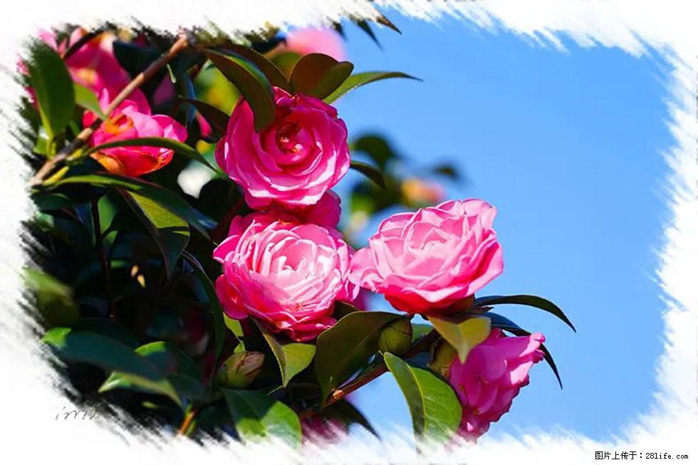 【春天，广西桂林灌阳县向您发出邀请！】杨柳井茶花惹人爱 - 游山玩水 - 佛山生活社区 - 佛山28生活网 fs.28life.net