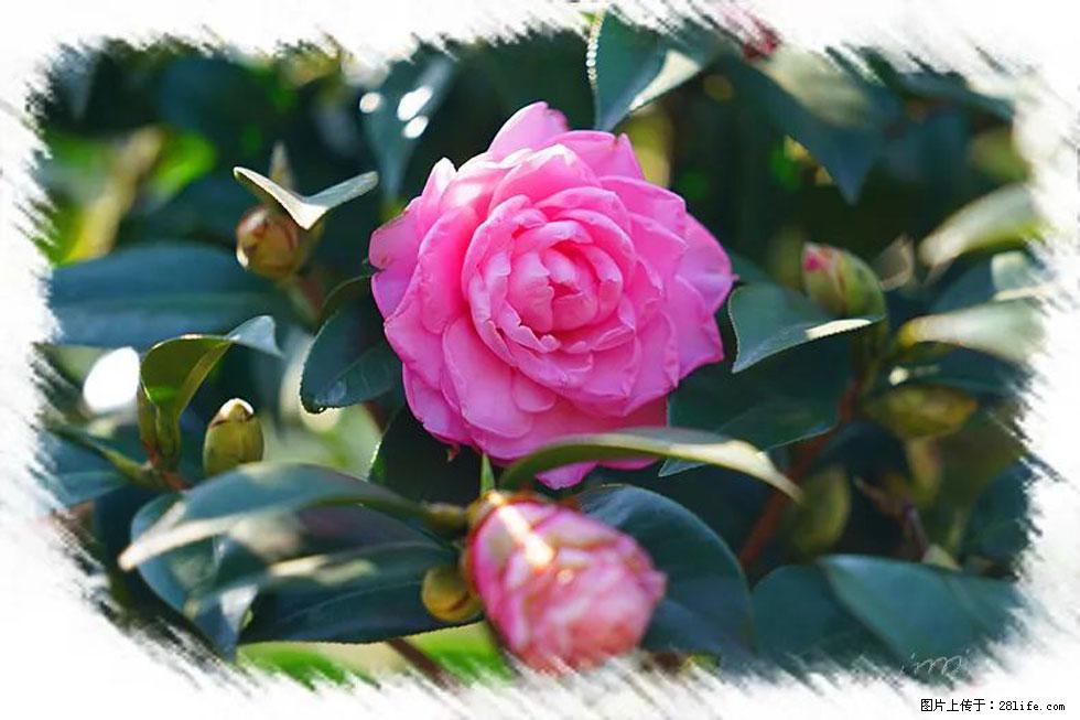【春天，广西桂林灌阳县向您发出邀请！】杨柳井茶花惹人爱 - 游山玩水 - 佛山生活社区 - 佛山28生活网 fs.28life.net