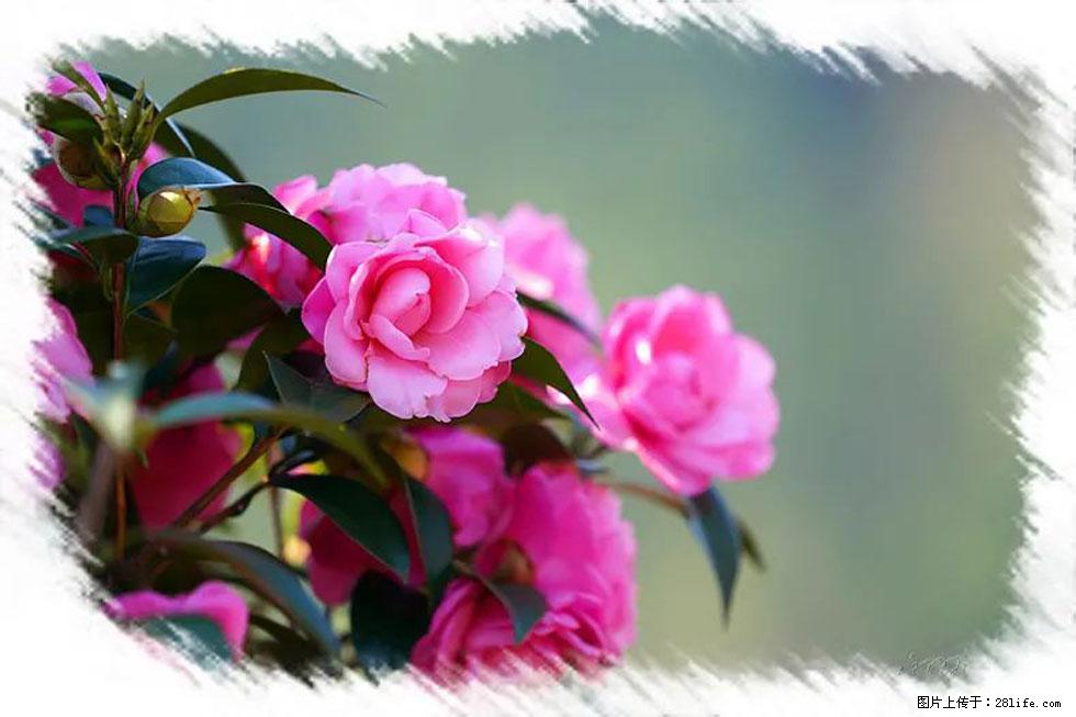 【春天，广西桂林灌阳县向您发出邀请！】杨柳井茶花惹人爱 - 游山玩水 - 佛山生活社区 - 佛山28生活网 fs.28life.net