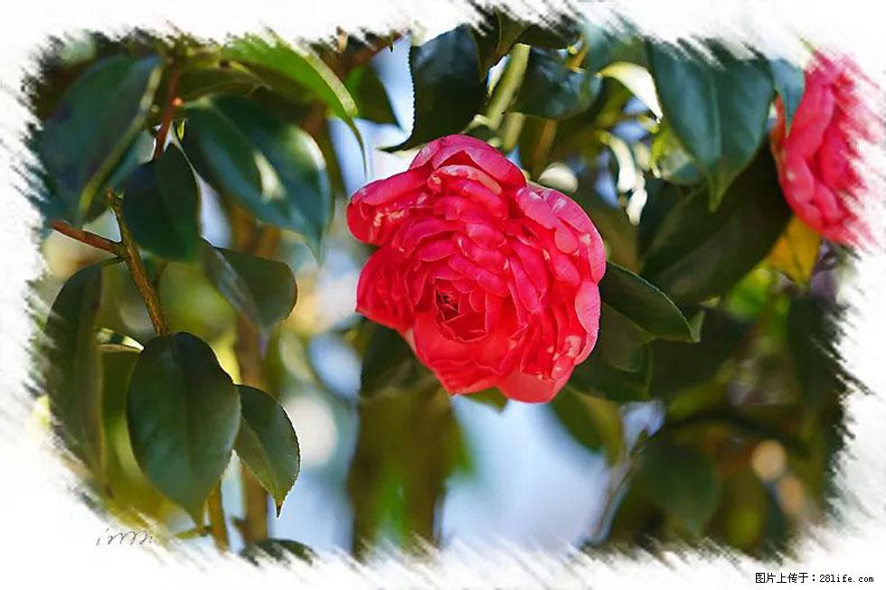 【春天，广西桂林灌阳县向您发出邀请！】杨柳井茶花惹人爱 - 游山玩水 - 佛山生活社区 - 佛山28生活网 fs.28life.net