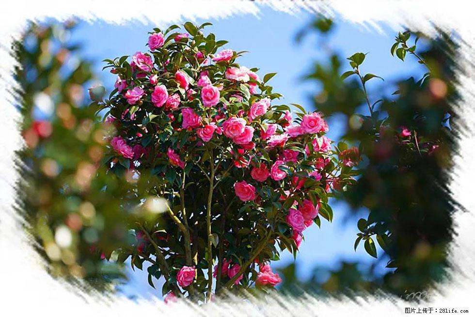 【春天，广西桂林灌阳县向您发出邀请！】杨柳井茶花惹人爱 - 游山玩水 - 佛山生活社区 - 佛山28生活网 fs.28life.net