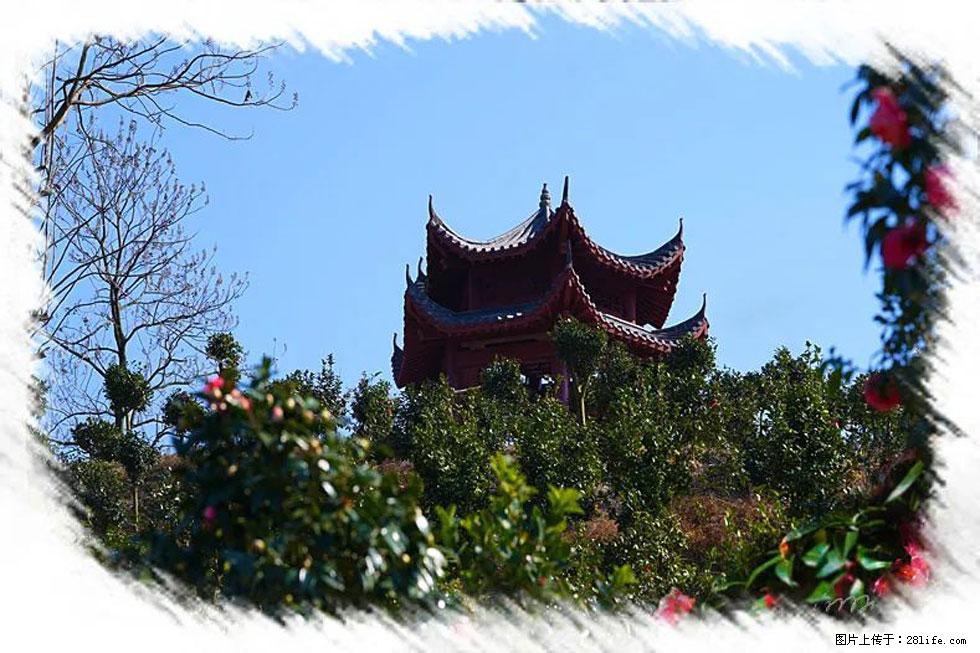 【春天，广西桂林灌阳县向您发出邀请！】杨柳井茶花惹人爱 - 游山玩水 - 佛山生活社区 - 佛山28生活网 fs.28life.net