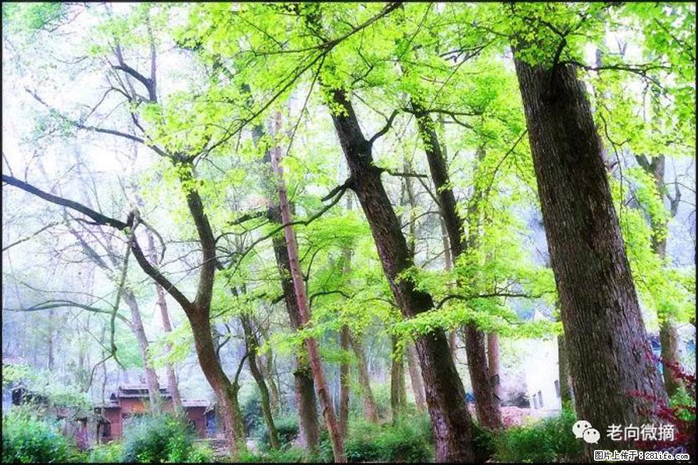 【春天，广西桂林灌阳县向您发出邀请！】在小龙村与春天约会 - 游山玩水 - 佛山生活社区 - 佛山28生活网 fs.28life.net