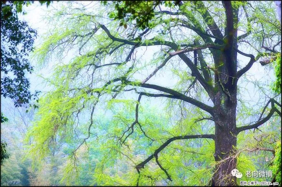 【春天，广西桂林灌阳县向您发出邀请！】在小龙村与春天约会 - 游山玩水 - 佛山生活社区 - 佛山28生活网 fs.28life.net