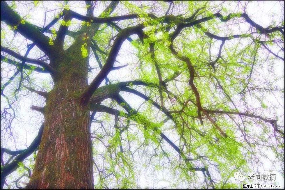 【春天，广西桂林灌阳县向您发出邀请！】在小龙村与春天约会 - 游山玩水 - 佛山生活社区 - 佛山28生活网 fs.28life.net