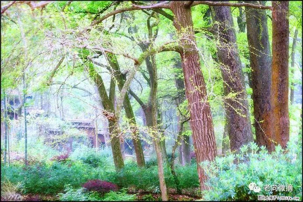 【春天，广西桂林灌阳县向您发出邀请！】在小龙村与春天约会 - 游山玩水 - 佛山生活社区 - 佛山28生活网 fs.28life.net