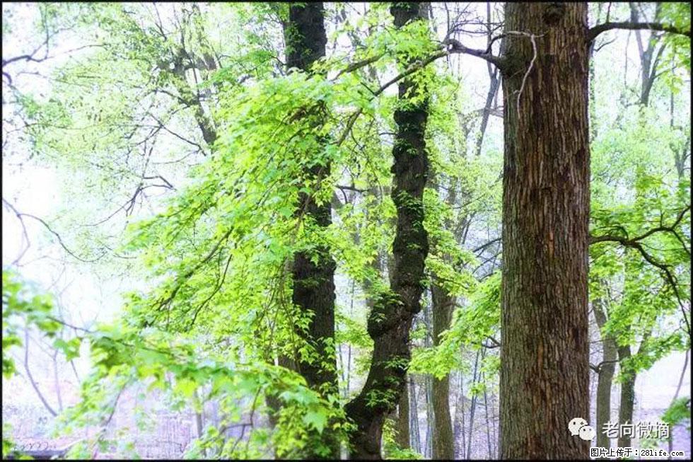 【春天，广西桂林灌阳县向您发出邀请！】在小龙村与春天约会 - 游山玩水 - 佛山生活社区 - 佛山28生活网 fs.28life.net