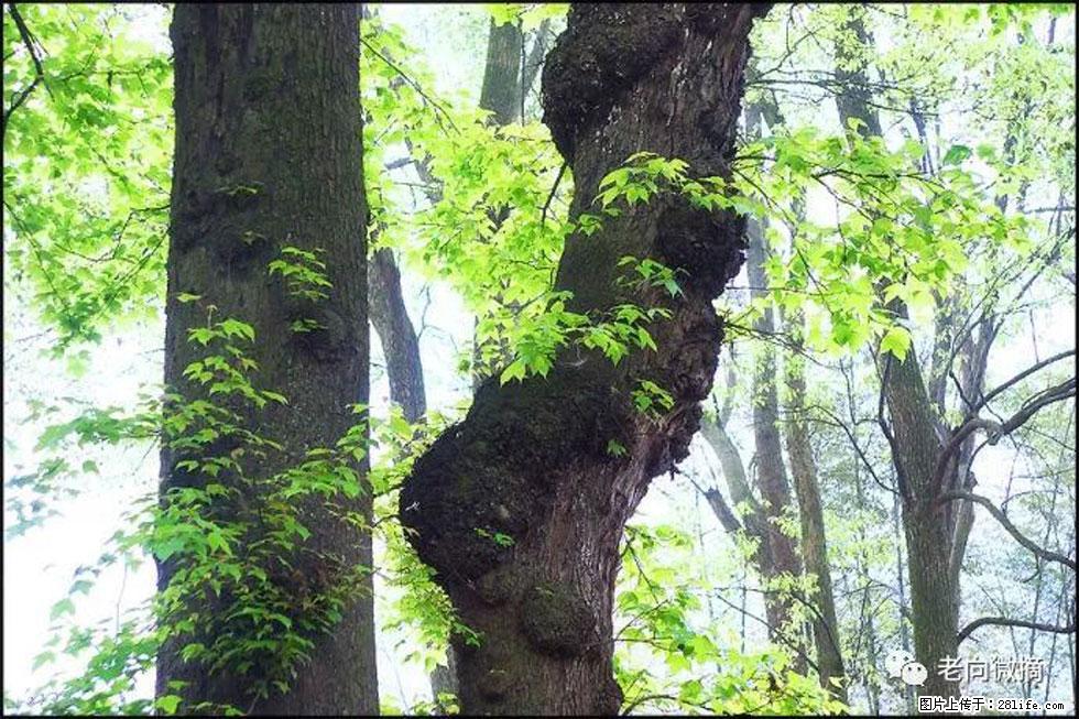 【春天，广西桂林灌阳县向您发出邀请！】在小龙村与春天约会 - 游山玩水 - 佛山生活社区 - 佛山28生活网 fs.28life.net