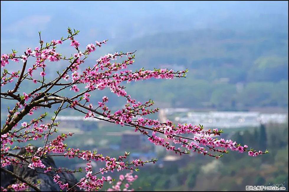 【春天，广西桂林灌阳县向您发出邀请！】望月岭上桃花开 - 游山玩水 - 佛山生活社区 - 佛山28生活网 fs.28life.net