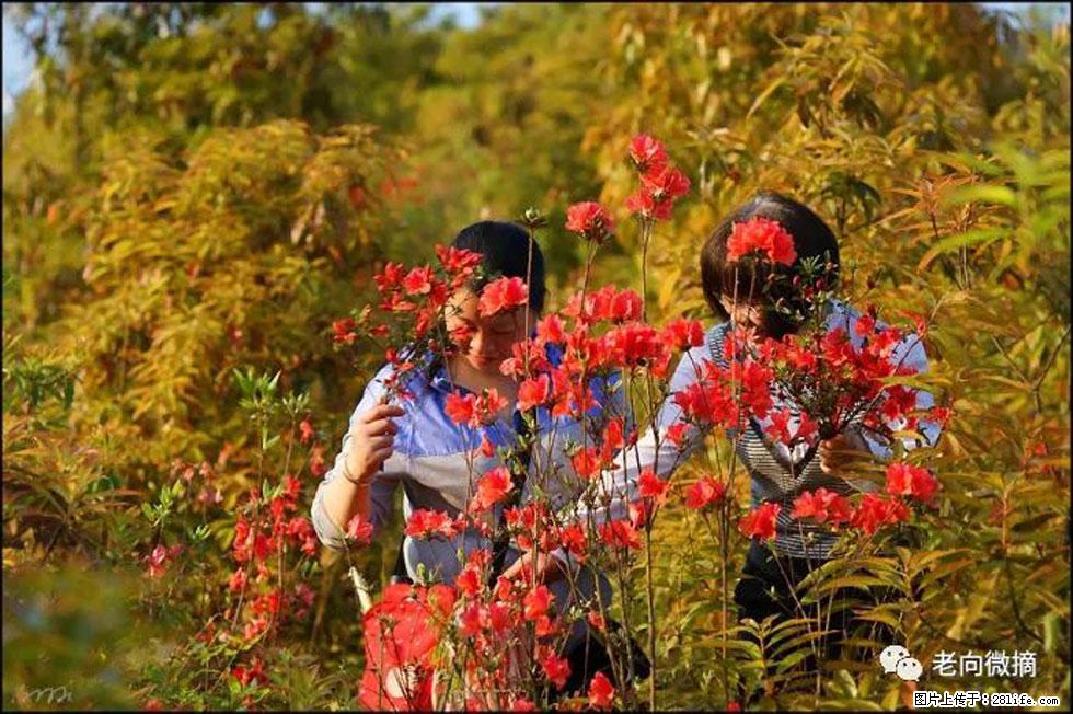 【春天，广西桂林灌阳县向您发出邀请！】登麒麟山，相约映山红 - 游山玩水 - 佛山生活社区 - 佛山28生活网 fs.28life.net