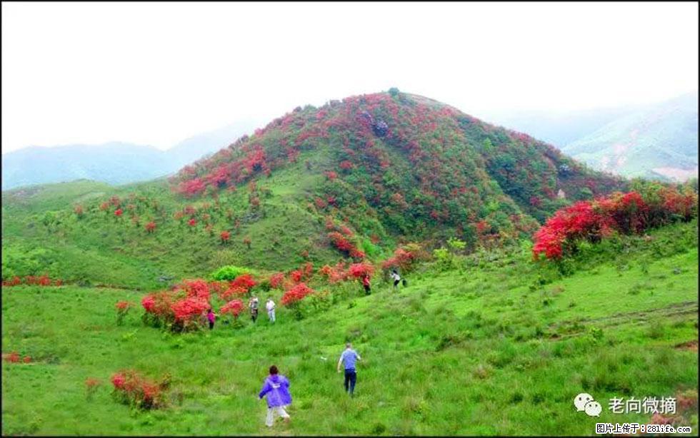 【春天，广西桂林灌阳县向您发出邀请！】宝盖山上映山红 - 游山玩水 - 佛山生活社区 - 佛山28生活网 fs.28life.net