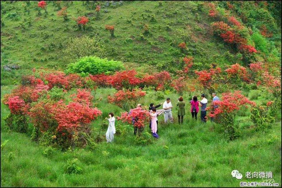 【春天，广西桂林灌阳县向您发出邀请！】宝盖山上映山红 - 游山玩水 - 佛山生活社区 - 佛山28生活网 fs.28life.net