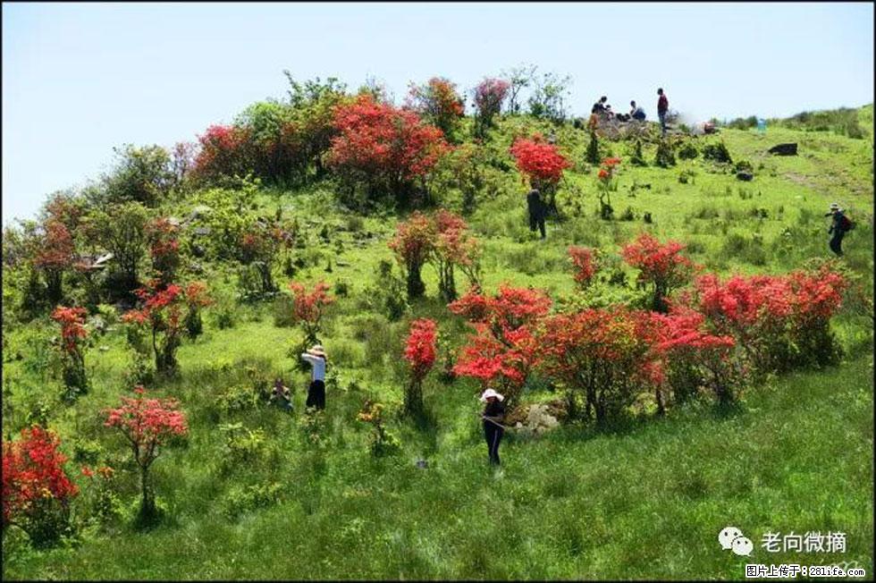 【春天，广西桂林灌阳县向您发出邀请！】宝盖山上映山红 - 游山玩水 - 佛山生活社区 - 佛山28生活网 fs.28life.net