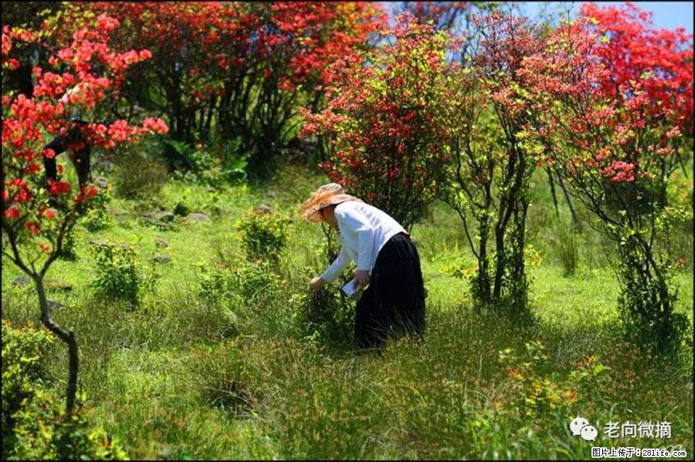 【春天，广西桂林灌阳县向您发出邀请！】宝盖山上映山红 - 游山玩水 - 佛山生活社区 - 佛山28生活网 fs.28life.net