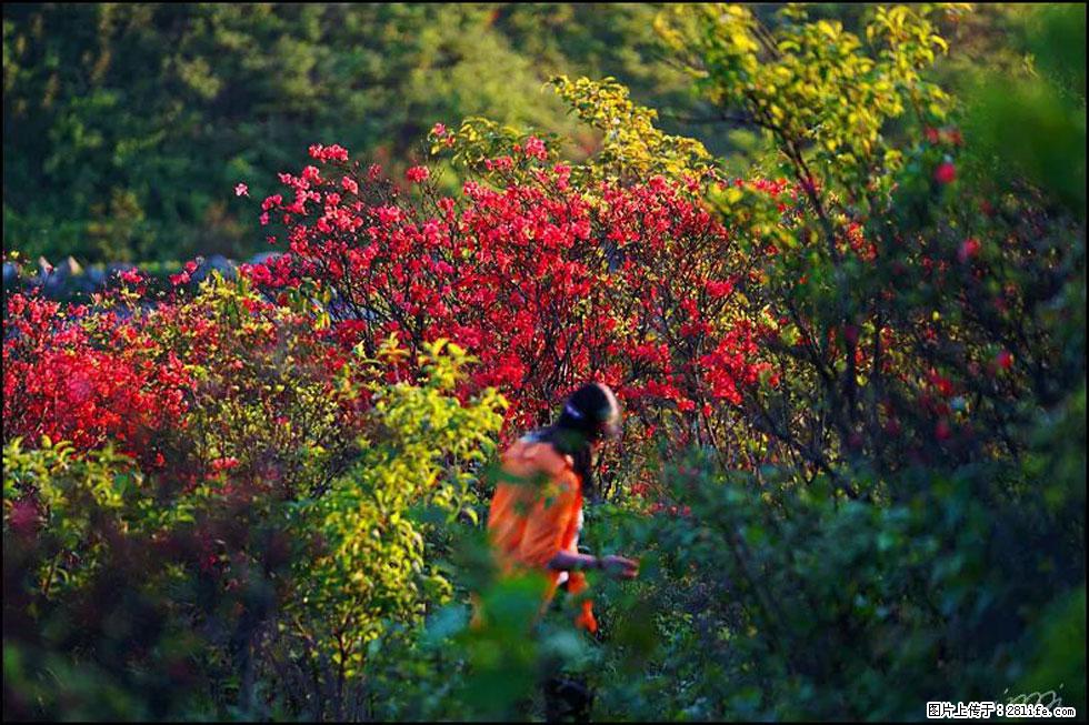 【春天，广西桂林灌阳县向您发出邀请！】春木界上映山红 - 游山玩水 - 佛山生活社区 - 佛山28生活网 fs.28life.net