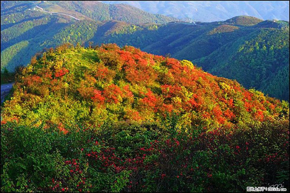 【春天，广西桂林灌阳县向您发出邀请！】春木界上映山红 - 游山玩水 - 佛山生活社区 - 佛山28生活网 fs.28life.net