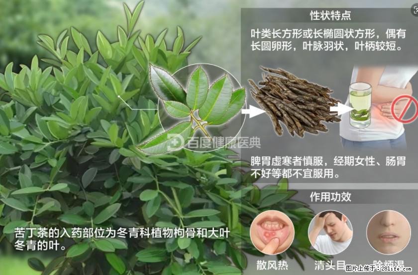苦丁茶有哪些功效和作用 - 生活百科 - 佛山生活社区 - 佛山28生活网 fs.28life.net