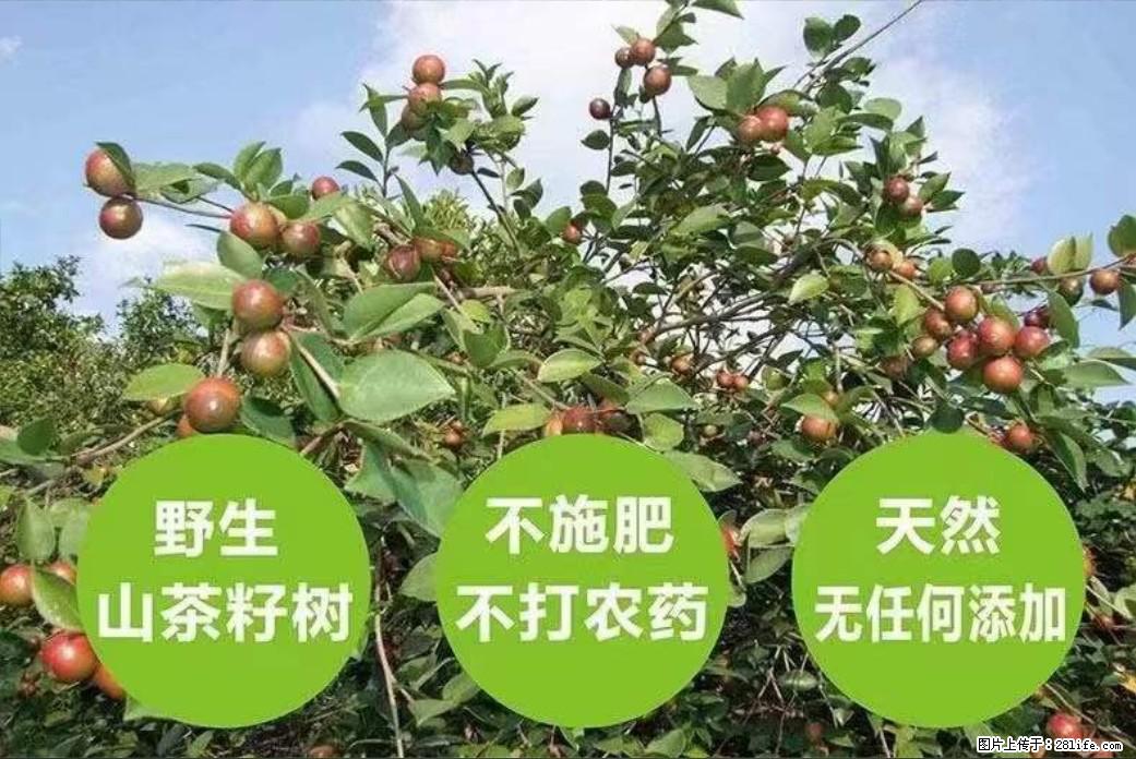 【灌阳县油茶产业示范区】一个有着充实的精神生活的人，对待身外之物自会有一种淡泊的态度 - 土特产 - 饮食特产 - 佛山分类信息 - 佛山28生活网 fs.28life.net