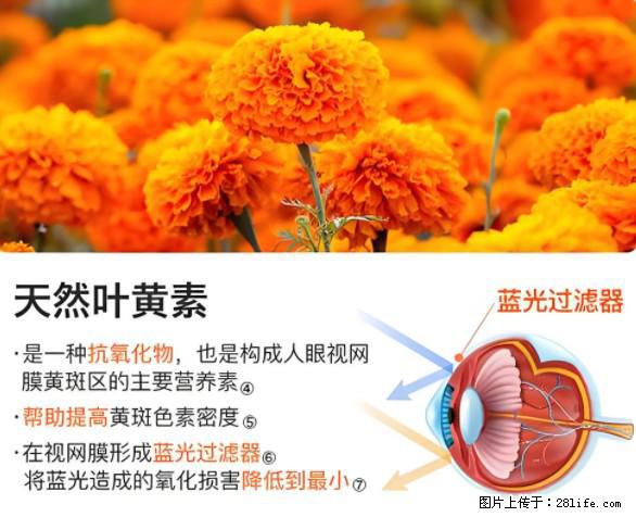 叶黄素有什么功效和作用 - 生活百科 - 佛山生活社区 - 佛山28生活网 fs.28life.net