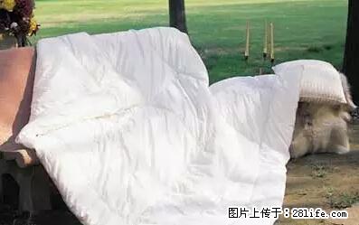 被子有异味？只要这样做，比晒太阳还强100倍！ - 家居生活 - 佛山生活社区 - 佛山28生活网 fs.28life.net