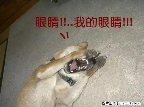 笑癫了！一女的怀孕三年未生，他终于忍不住了... - 娱乐八卦 - 佛山生活社区 - 佛山28生活网 fs.28life.net