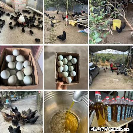 油茶园从小鸡仔开始养起的纯土鸡、土鸡蛋可以预定啦！还有前几天刚榨的纯山茶油哦 - 土特产 - 饮食特产 - 佛山分类信息 - 佛山28生活网 fs.28life.net