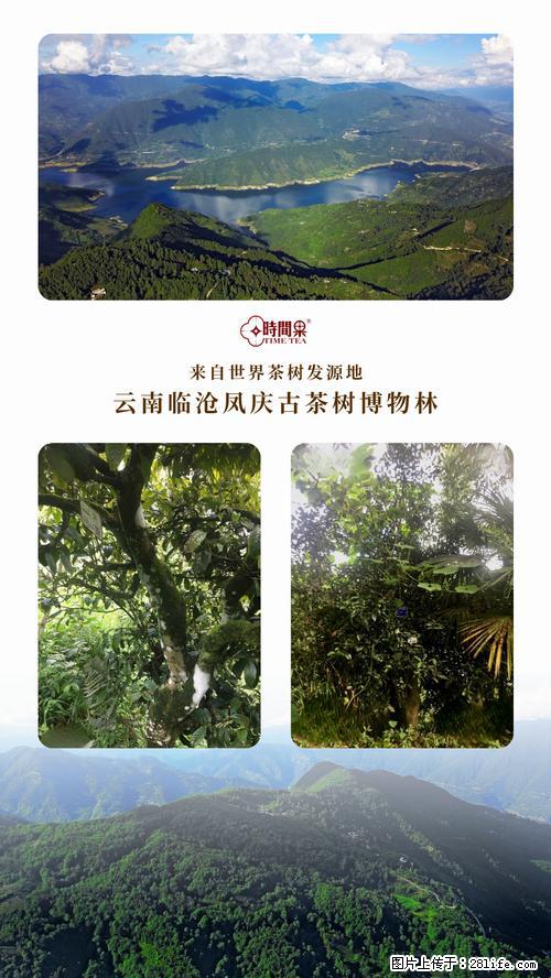 时间果百年古树2025年春红茶 - 购物交流 - 佛山生活社区 - 佛山28生活网 fs.28life.net