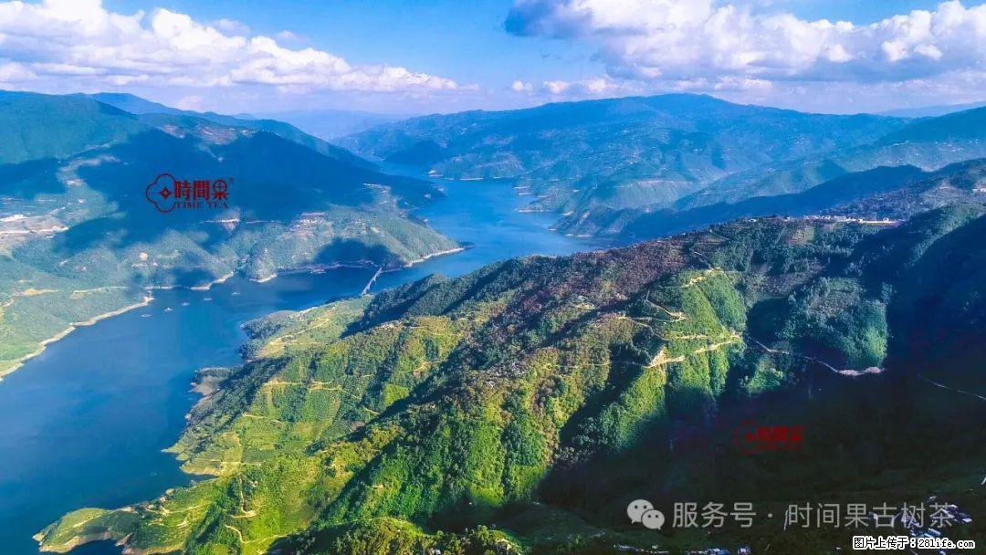 时间果百年古树龙珠普洱生茶 - 购物交流 - 佛山生活社区 - 佛山28生活网 fs.28life.net