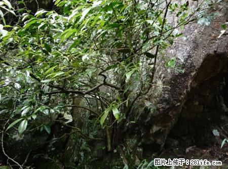 平乐石崖茶，珍贵仅次于金花茶 - 佛山生活资讯 - 佛山28生活网 fs.28life.net