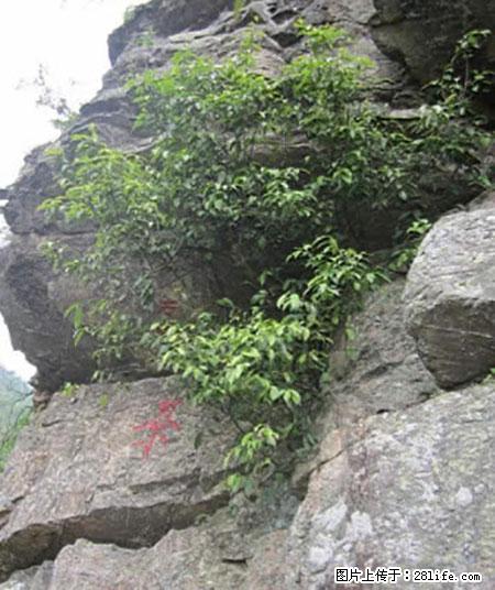 平乐石崖茶，珍贵仅次于金花茶 - 佛山生活资讯 - 佛山28生活网 fs.28life.net
