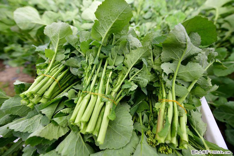 这些蔬菜是“天然钙片”，这6种被医生重点推荐 - 佛山生活资讯 - 佛山28生活网 fs.28life.net